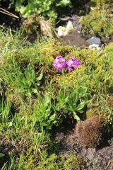 Primula auriculata