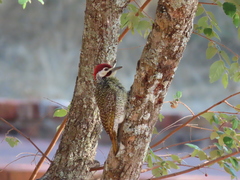 Campethera bennettii