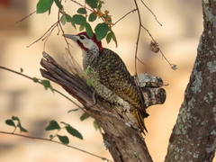 Campethera bennettii