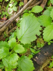 Jovellana sinclairii