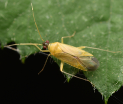 Phylus melanocephalus