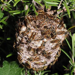 Polistes associus