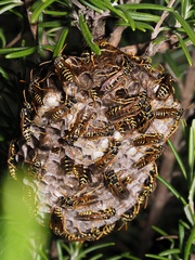 Polistes associus
