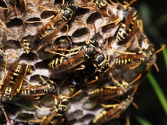 Polistes associus