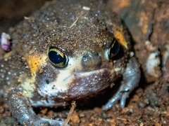 Breviceps