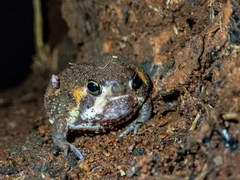 Breviceps