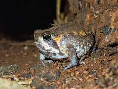 Breviceps