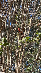 Cardinalis cardinalis