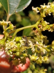 Astylus forcipatus
