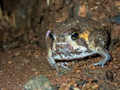 Breviceps