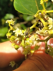 Astylus forcipatus