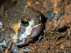 Breviceps