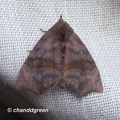 Thalatta fasciosa