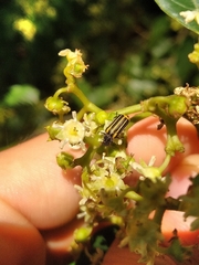 Astylus forcipatus