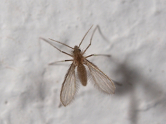 Phlebotominae