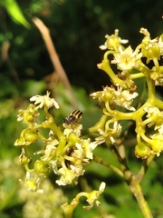 Astylus forcipatus