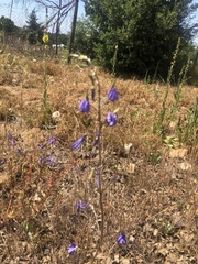 Conanthera bifolia
