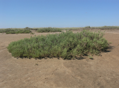 Halocnemum strobilaceum