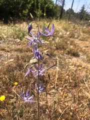 Conanthera bifolia