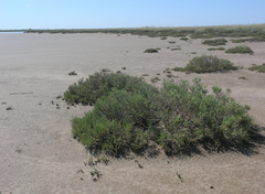 Halocnemum strobilaceum