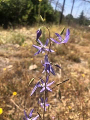 Conanthera bifolia