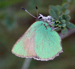 Callophrys dumetorum