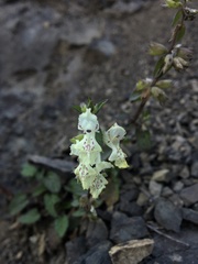 Stachys maritima