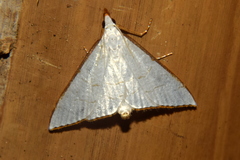 Ramila