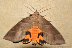 Eudocima cajeta