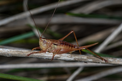 Conocephalus semivittatus