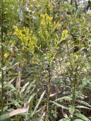 Solidago chapmanii