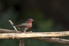 Lagonosticta rufopicta