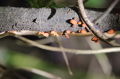 Anthracophyllum discolor