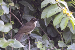 Chlorocichla simplex