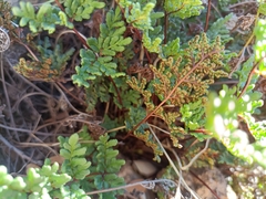 Oeosporangium