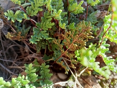 Oeosporangium
