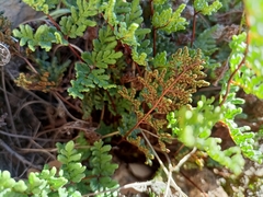 Oeosporangium