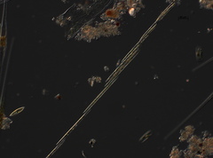 Bacillaria paxillifera