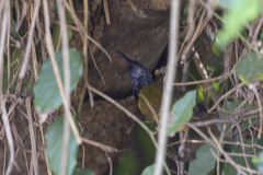 Hypergerus atriceps