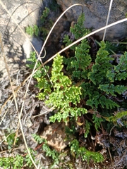 Oeosporangium