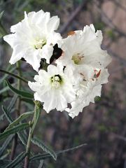 Cordia decandra