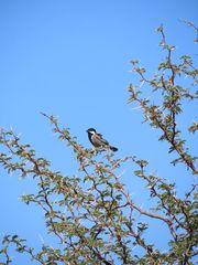 Melaniparus cinerascens