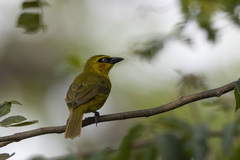 Ploceus brachypterus
