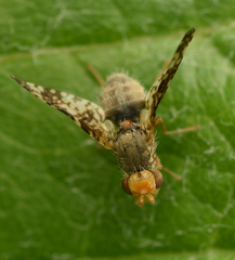 Oxyna parietina