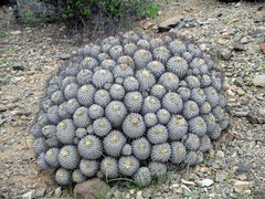 Copiapoa dealbata