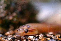 Lepadogaster purpurea