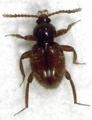 Camiarites convexus