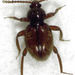 Camiarinae - Photo (c) Stephen Thorpe,  זכויות יוצרים חלקיות (CC BY-NC), הועלה על ידי Stephen Thorpe