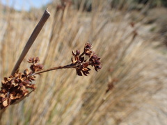 Juncus rigidus