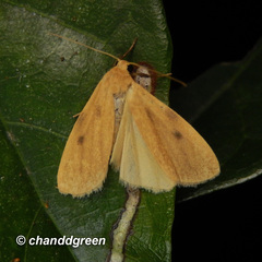 Paralithosia shaowuica